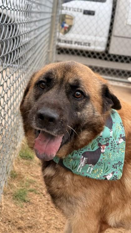 Enlarge LBJ, a Adoptable mixed breed in Balch Springs, TX image 1/3