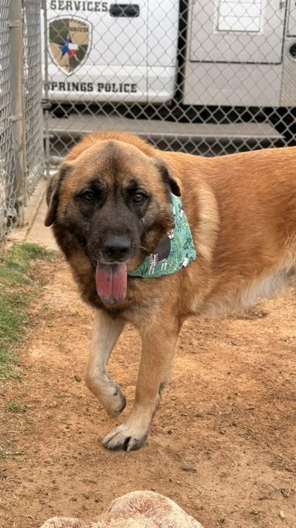 LBJ, Adoptable, Adult Male Mixed Breed & Mixed Breed.