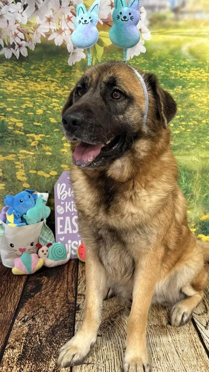 Enlarge LBJ, a Adoptable mixed breed in Balch Springs, TX image 2/3