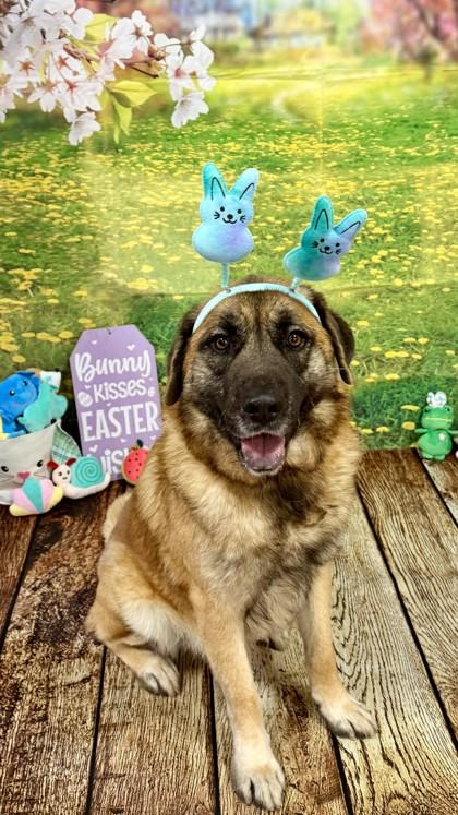 Enlarge LBJ, a Adoptable mixed breed in Balch Springs, TX image 3/3