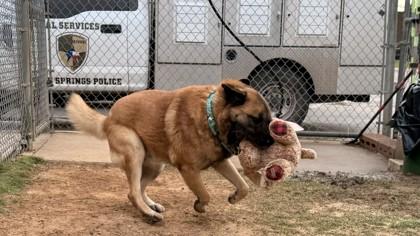Enlarge LBJ, a Adoptable mixed breed in Balch Springs, TX image 3/3
