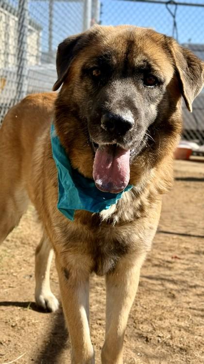 LBJ, a Adoptable mixed breed in Balch Springs, TX image 3/3