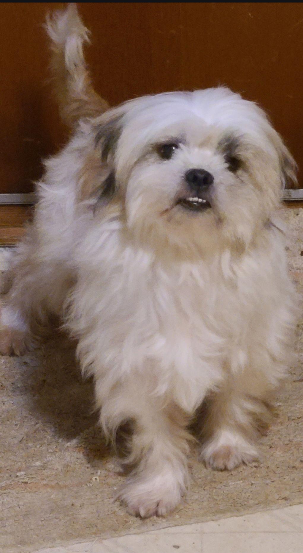 Enlarge Brisco (Ritzy), a Adoptable mixed breed in LINDSAY, CA image 1/3