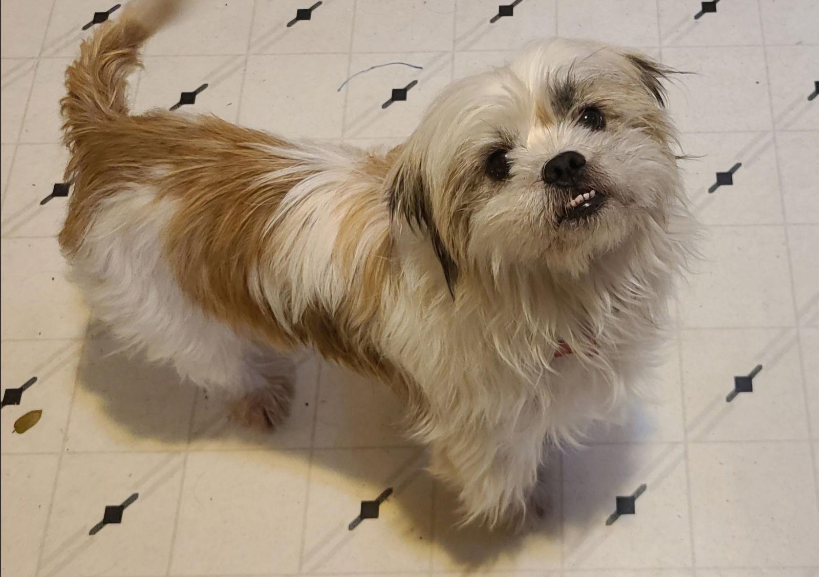 Enlarge Brisco (Ritzy), a Adoptable mixed breed in LINDSAY, CA image 2/3