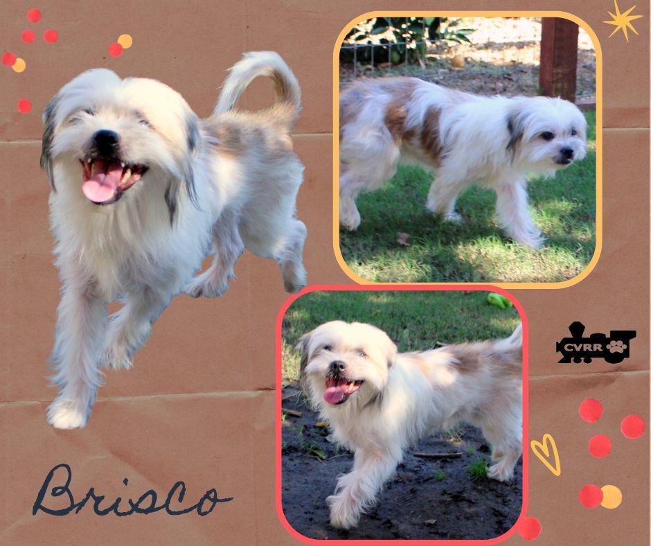 Enlarge Brisco (Ritzy), a Adoptable mixed breed in LINDSAY, CA image 3/3