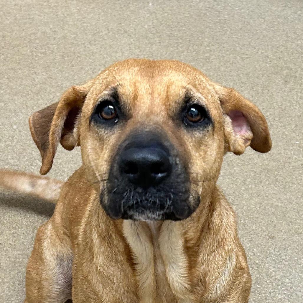 Hyena, Adoptable, Adult Female Terrier & Mixed Breed.