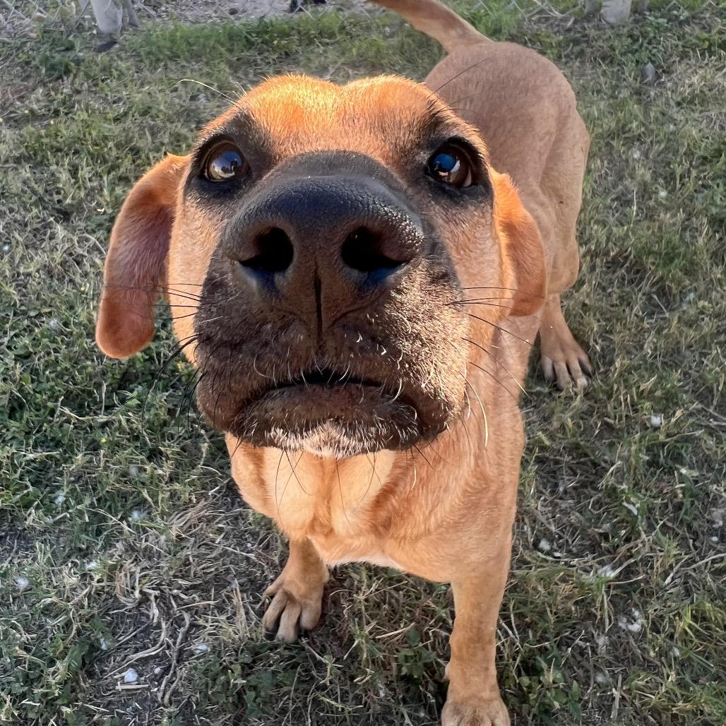 Enlarge Hyena, a Adoptable mixed breed in Corpus Christi, TX image 3/6