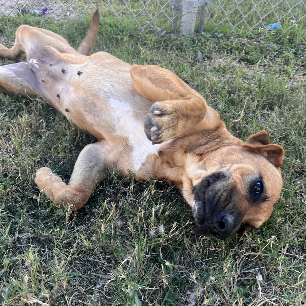 Enlarge Hyena, a Adoptable mixed breed in Corpus Christi, TX image 5/6