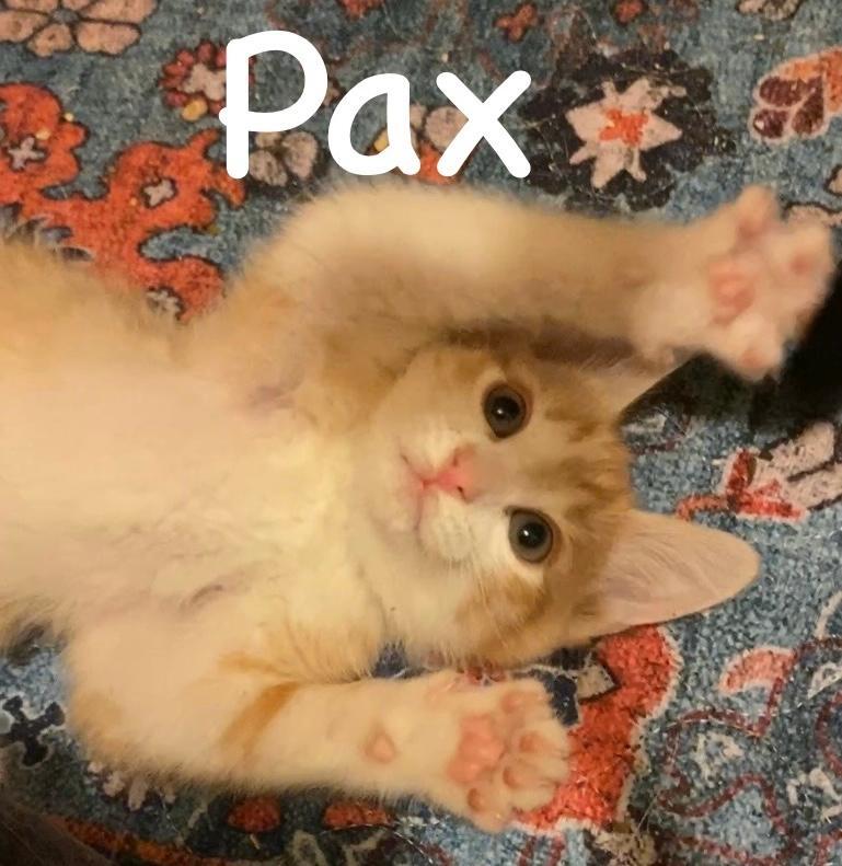 Pax