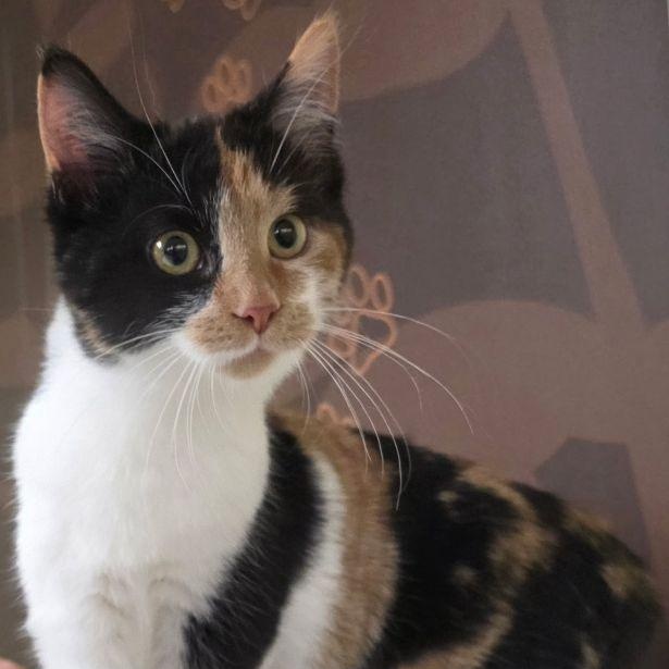 Enlarge Poppi, a ADOPTABLE mixed breed in Lake Orion, MI image 2/2