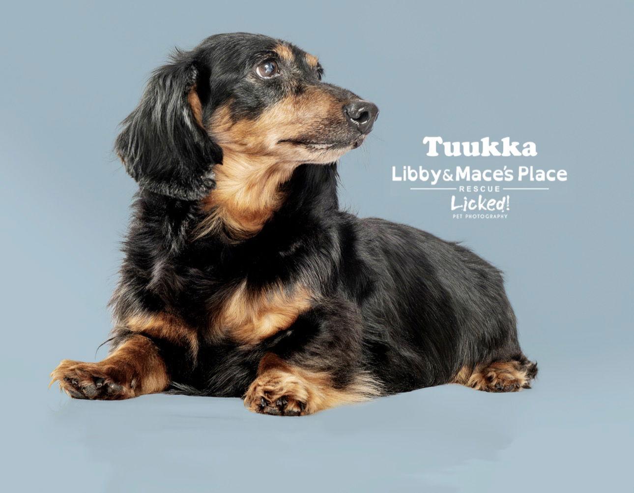 Tuukka, Adoptable, Senior Male Dachshund.