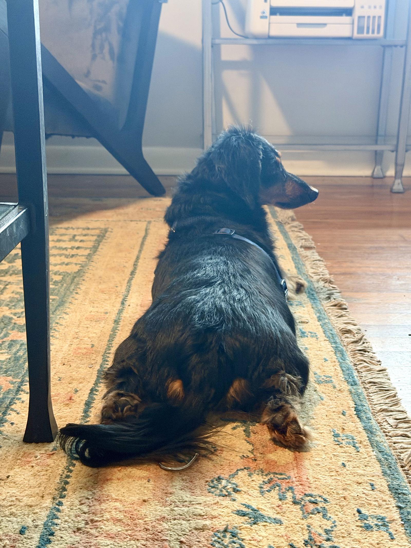 Tuukka, a Adoptable Dachshund in Mount Pleasant, SC image 2/3