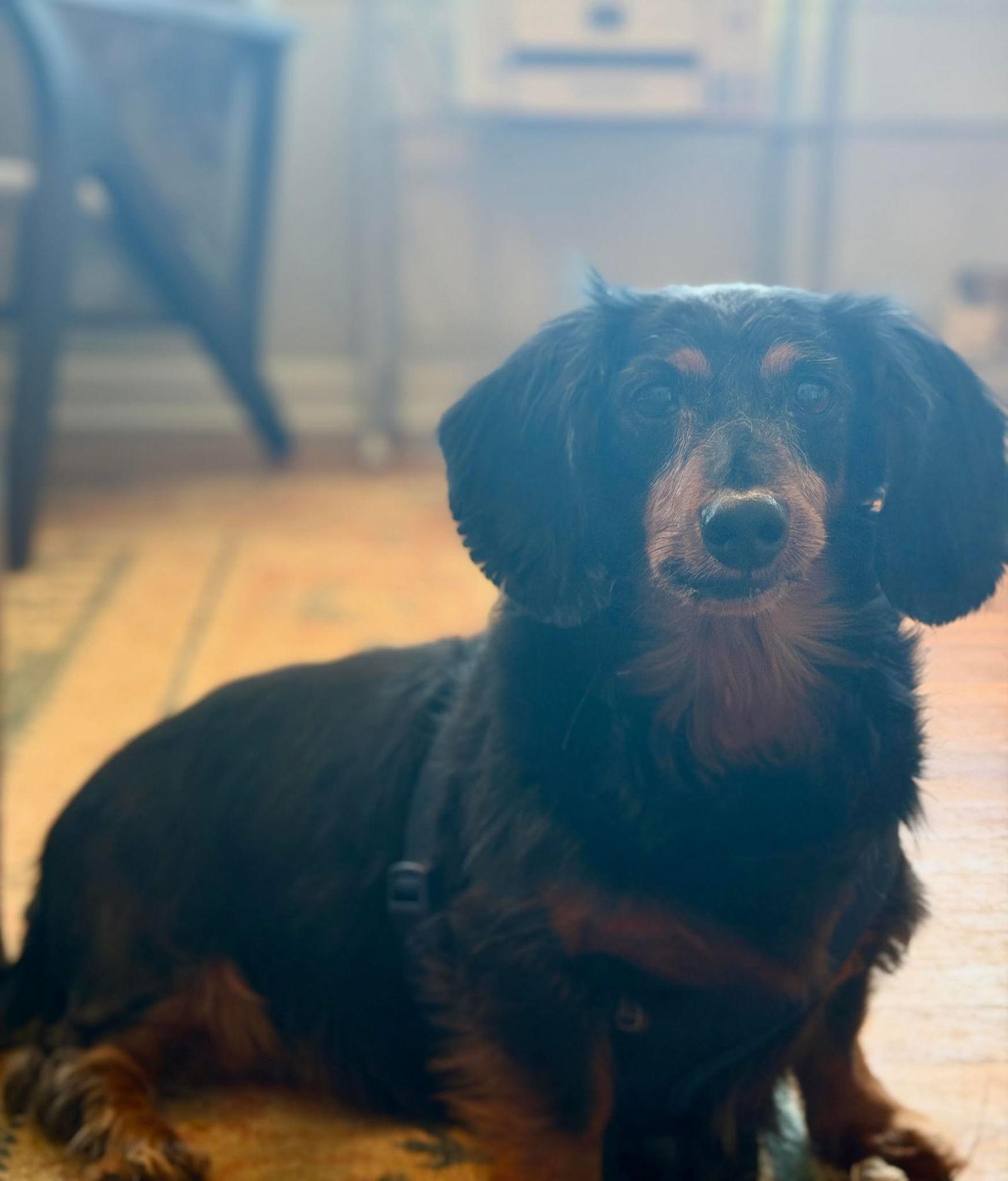 Tuukka, a Adoptable Dachshund in Mount Pleasant, SC image 3/3