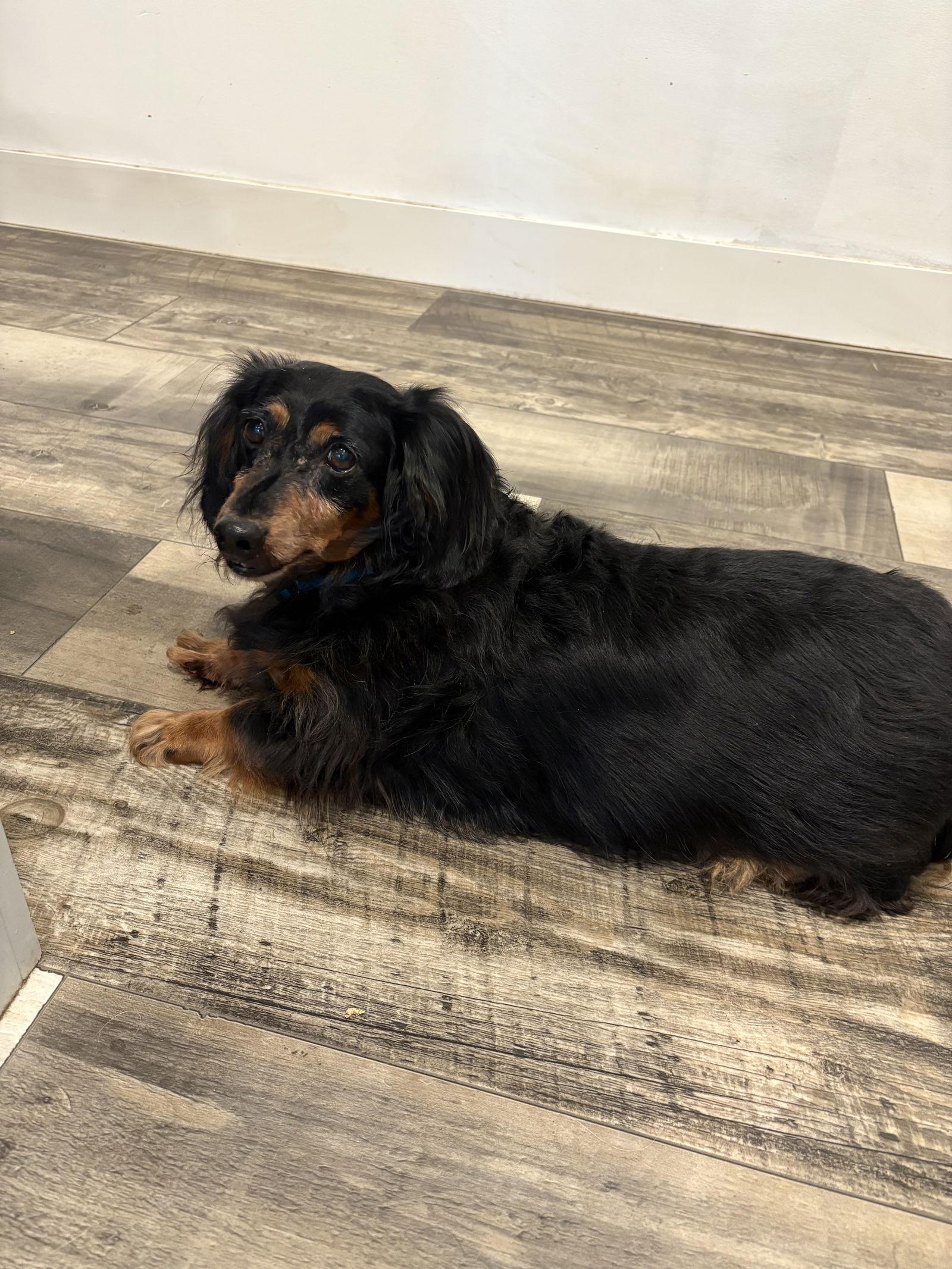 Tuukka-Bonded with Rocky, Adoptable, Senior Male Dachshund.