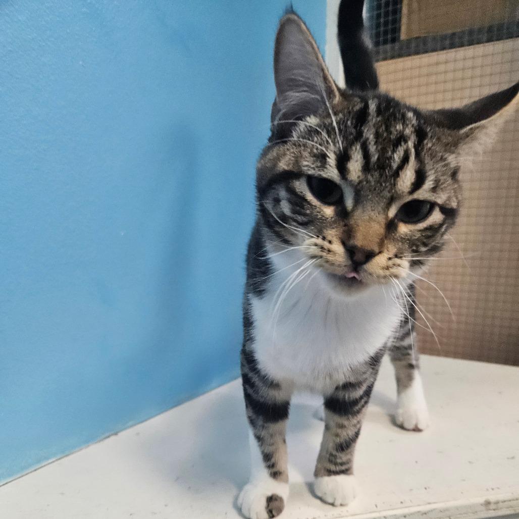 Enlarge Asha, a Adoptable Domestic Short Hair in Monroe, LA image 2/2