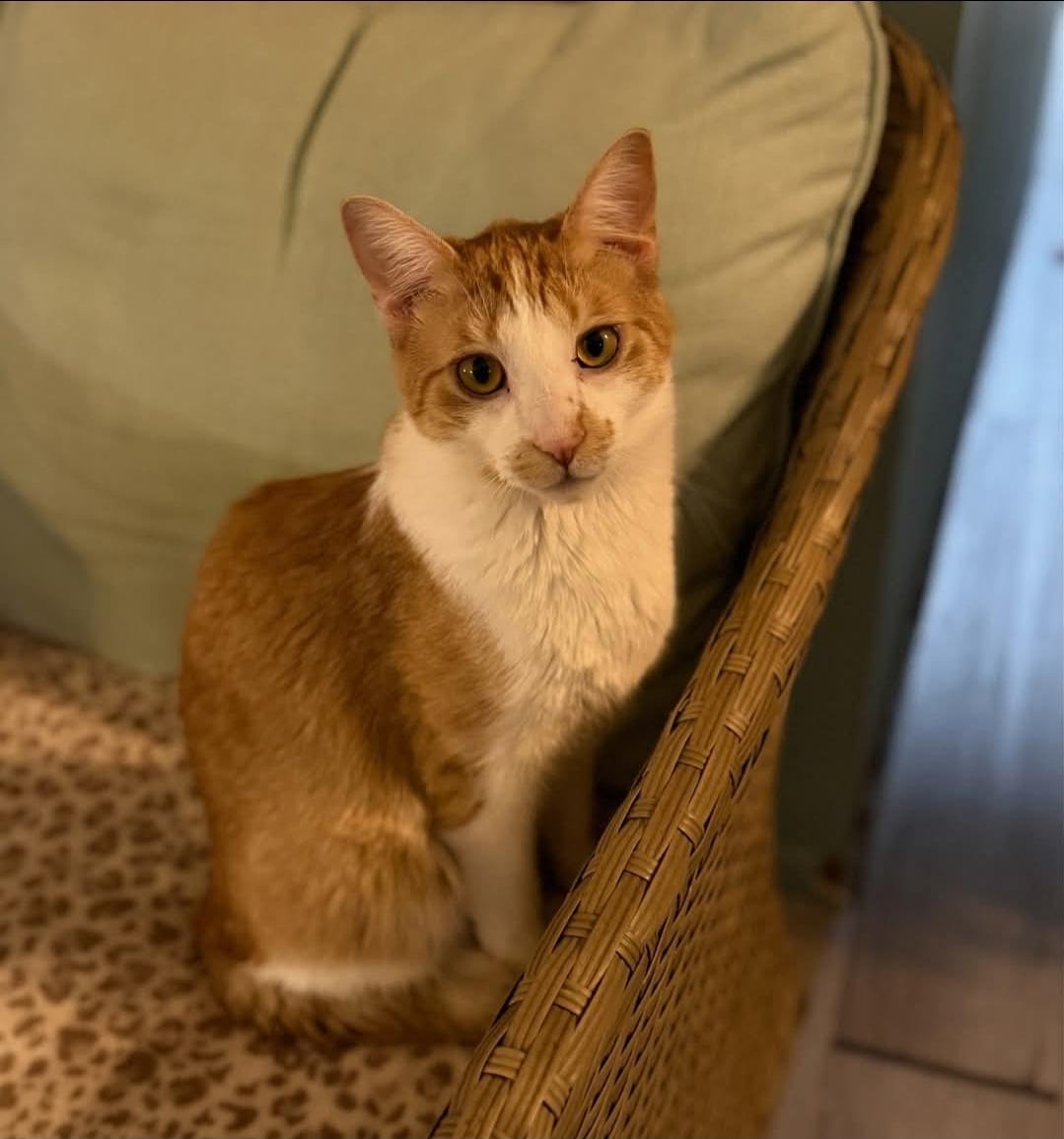 Enlarge Ferdinand, a Adoptable mixed breed in Whitewater, WI image 4/4