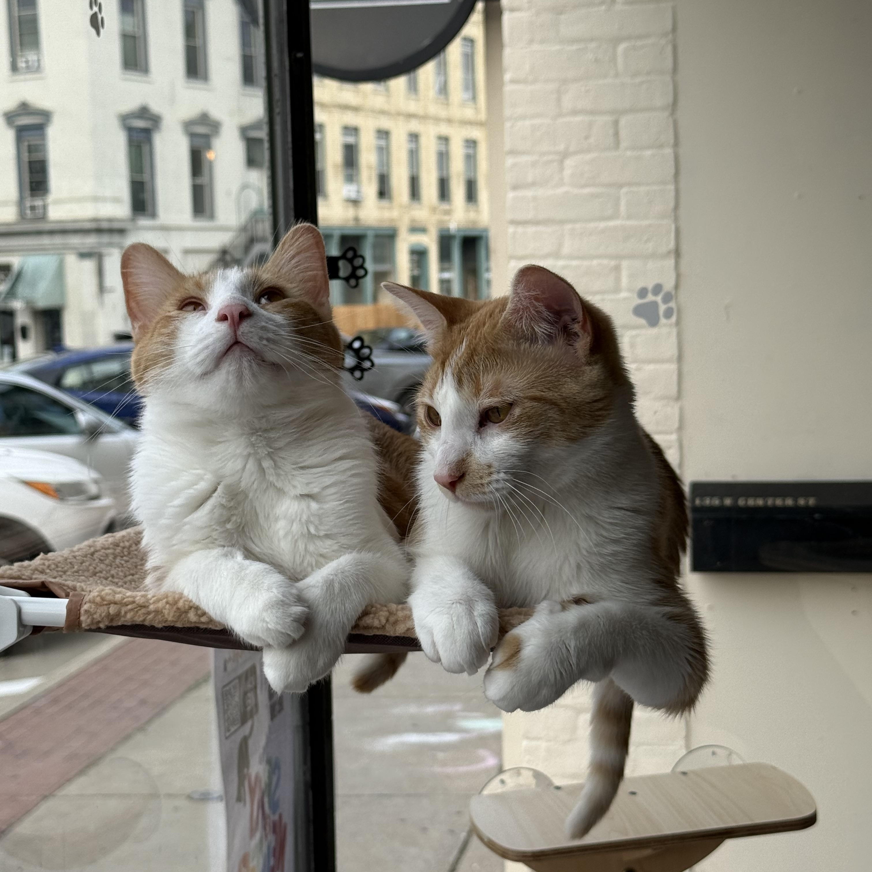 Enlarge Ferdinand, a Adoptable mixed breed in Whitewater, WI image 3/4