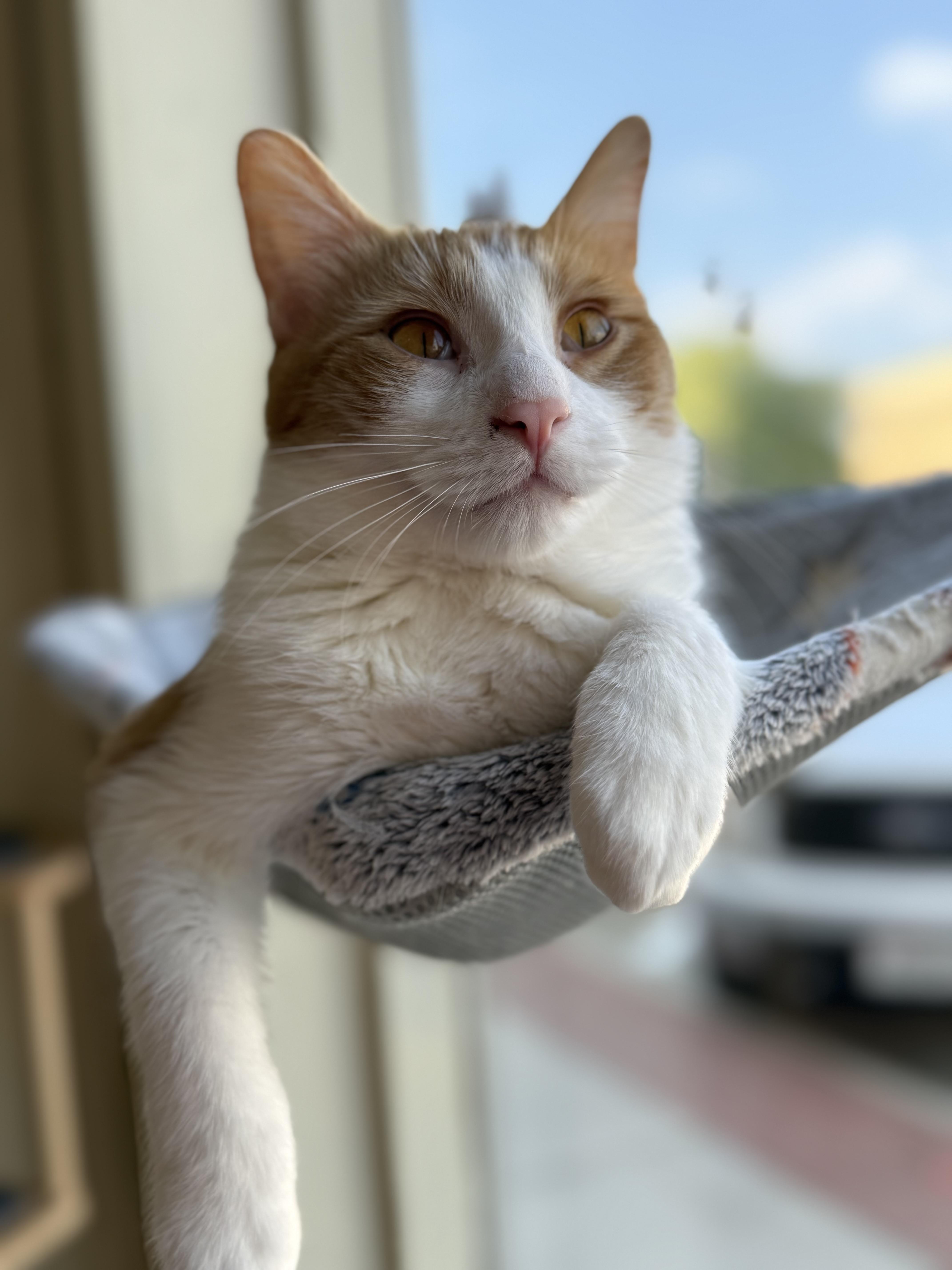 Ferdinand, Adoptable, Young Male Domestic Short Hair.