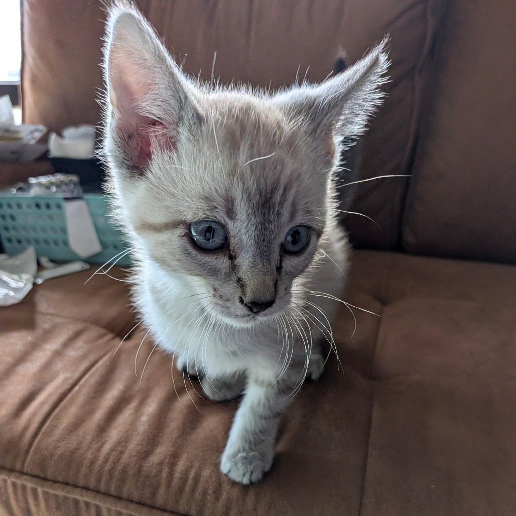 Enlarge Sokka, a Adoptable Siamese in Chico, CA image 1/2