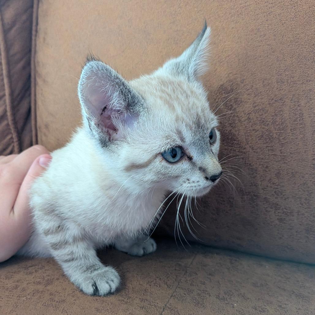 Enlarge Sokka, a Adoptable Siamese in Chico, CA image 2/2