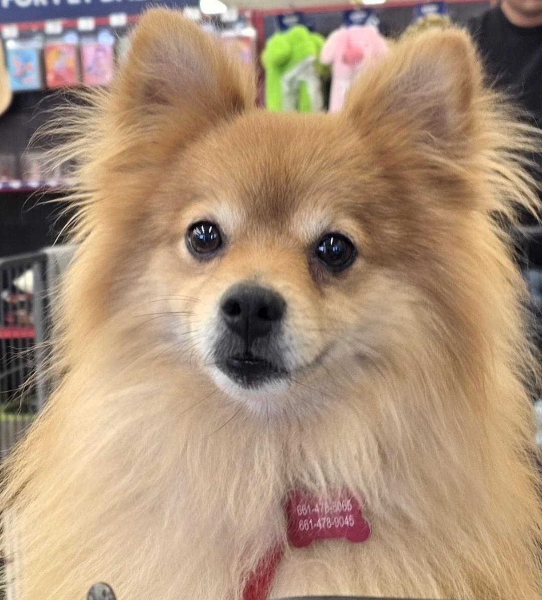 Mojo, ADOPTABLE, Adult Male Pomeranian.