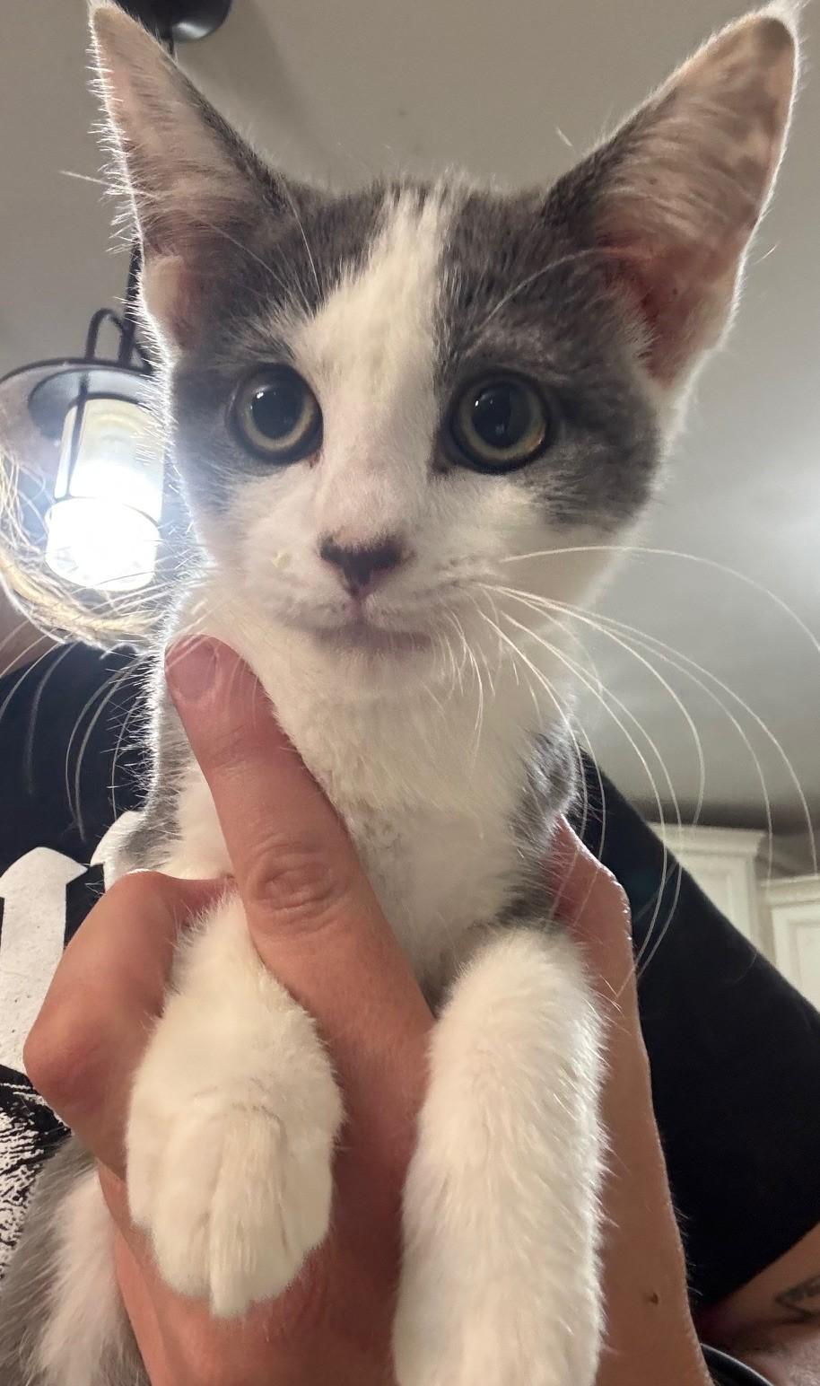 Solis, Adoptable, Kitten Female Domestic Medium Hair.