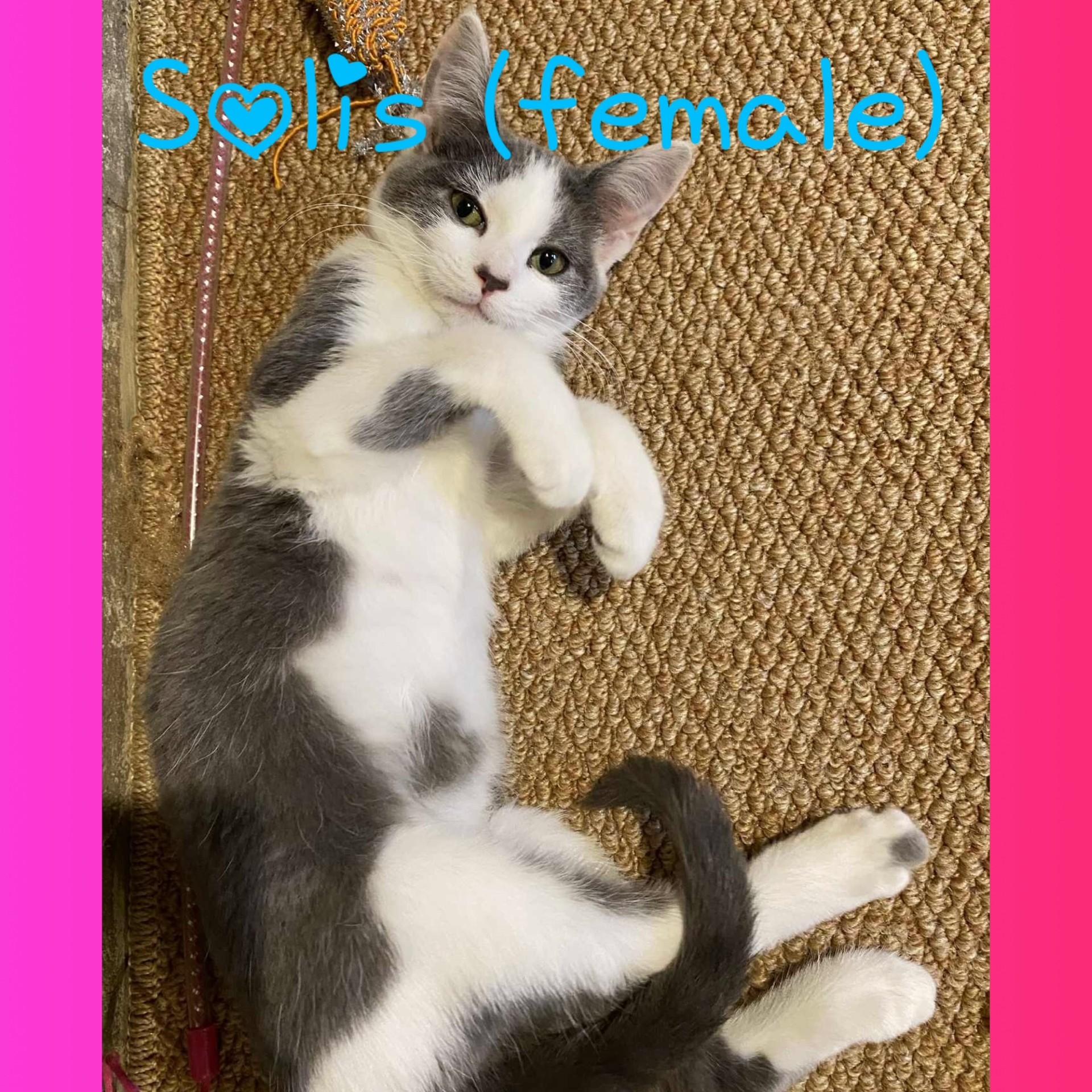 Solis, a Adoptable Domestic Medium Hair in Pekin, IL image 2/2