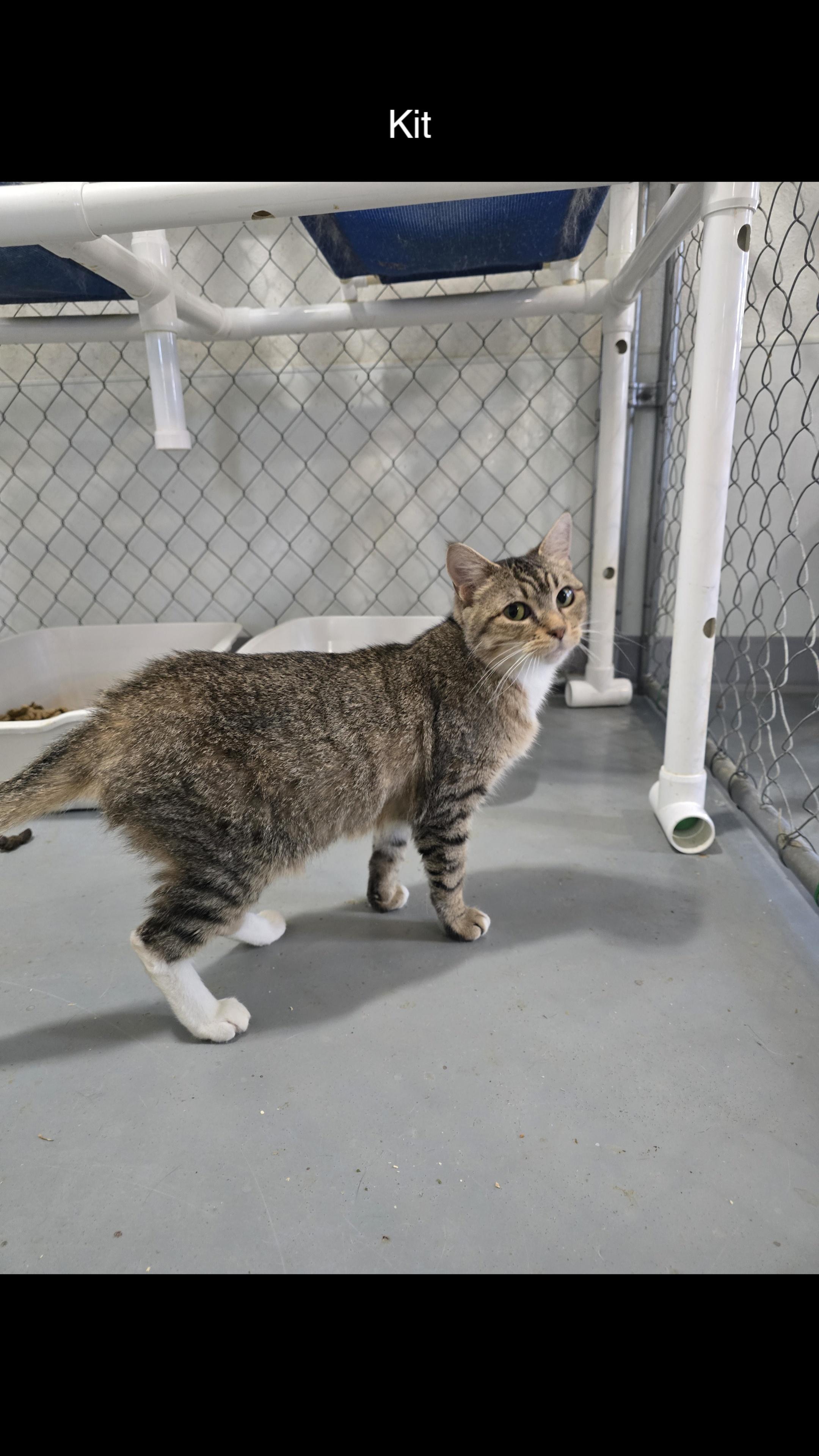 Enlarge Kit, a Adoptable Domestic Short Hair in Iowa Falls, IA image 1/1