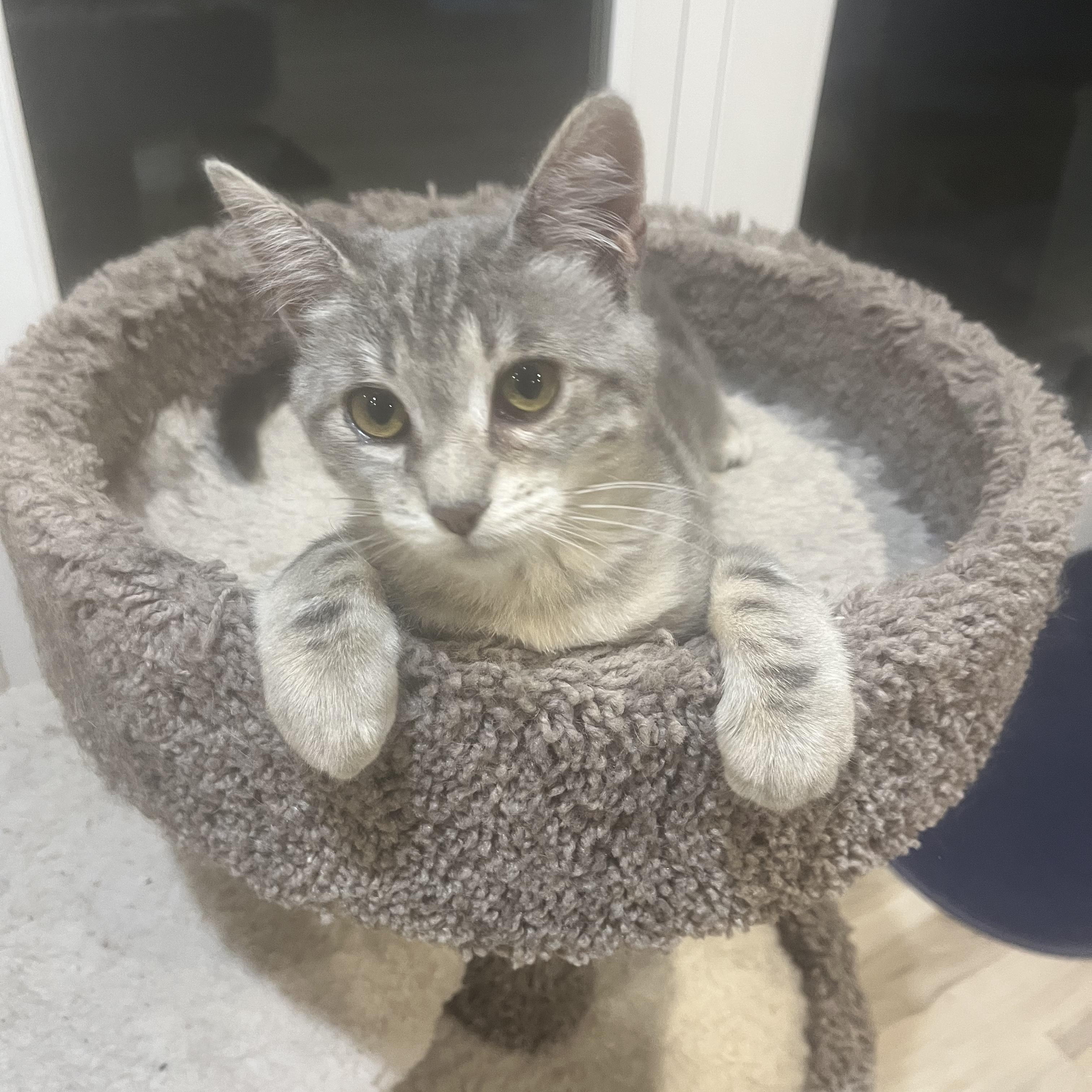 Iris, an adoptable Domestic Short Hair in Fresno, CA, 93704 | Photo Image 2