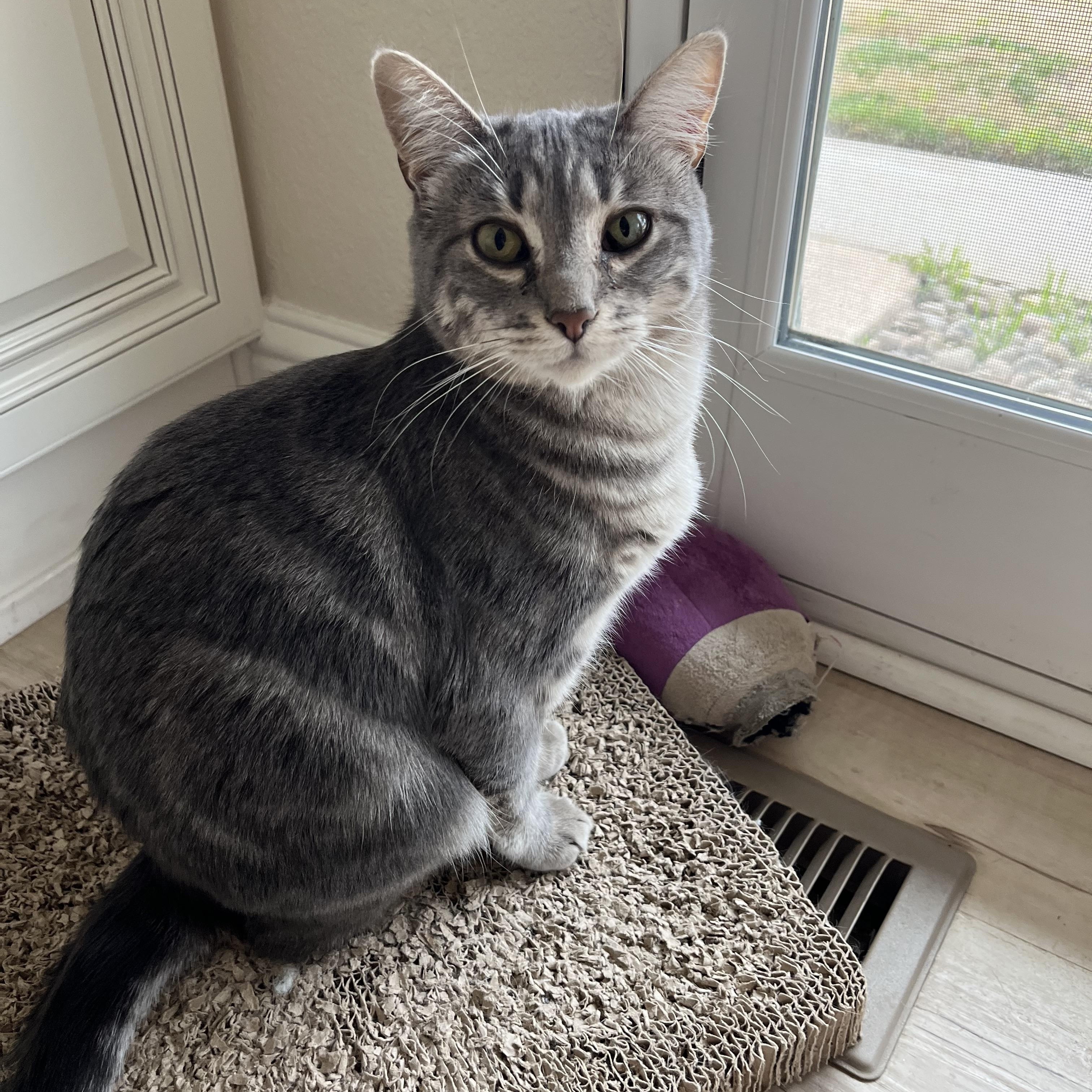 Iris, a Adoptable Domestic Short Hair in Fresno, CA image 2/4