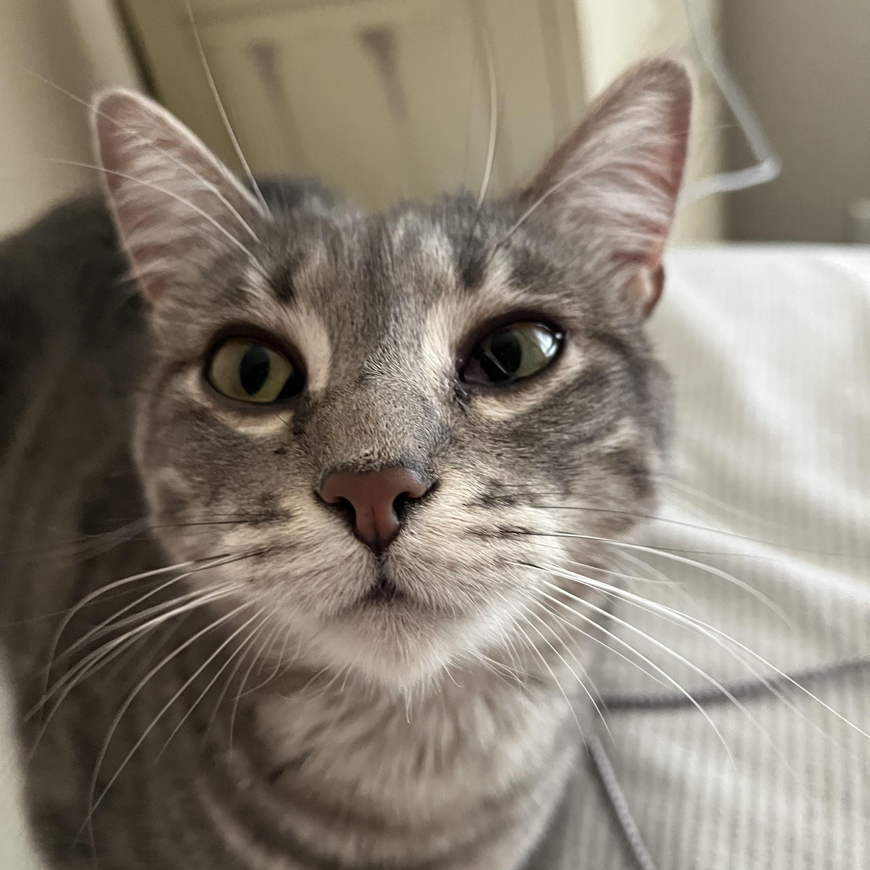 Iris, a Adoptable Domestic Short Hair in Fresno, CA image 1/4