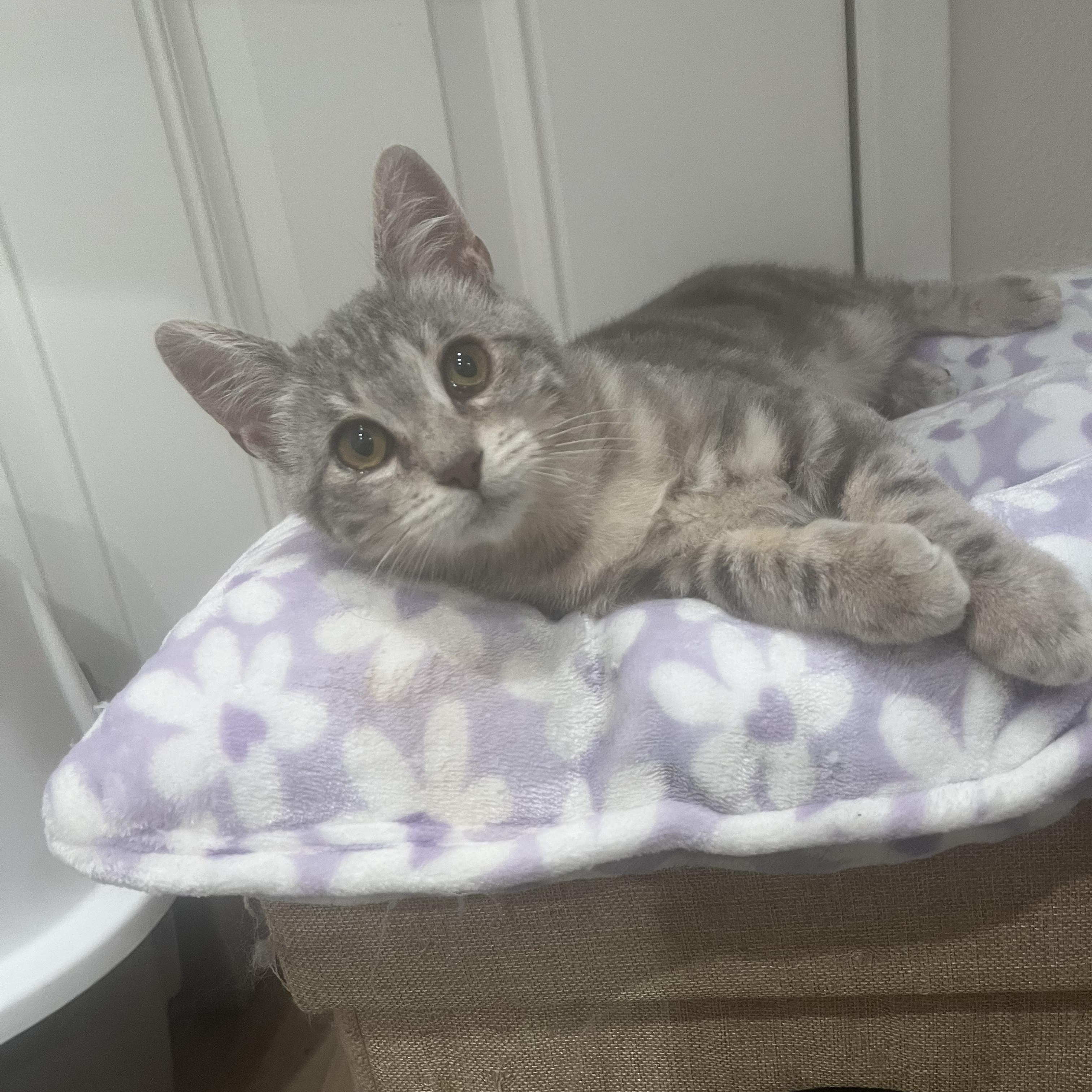 Iris, an adoptable Domestic Short Hair in Fresno, CA, 93704 | Photo Image 3