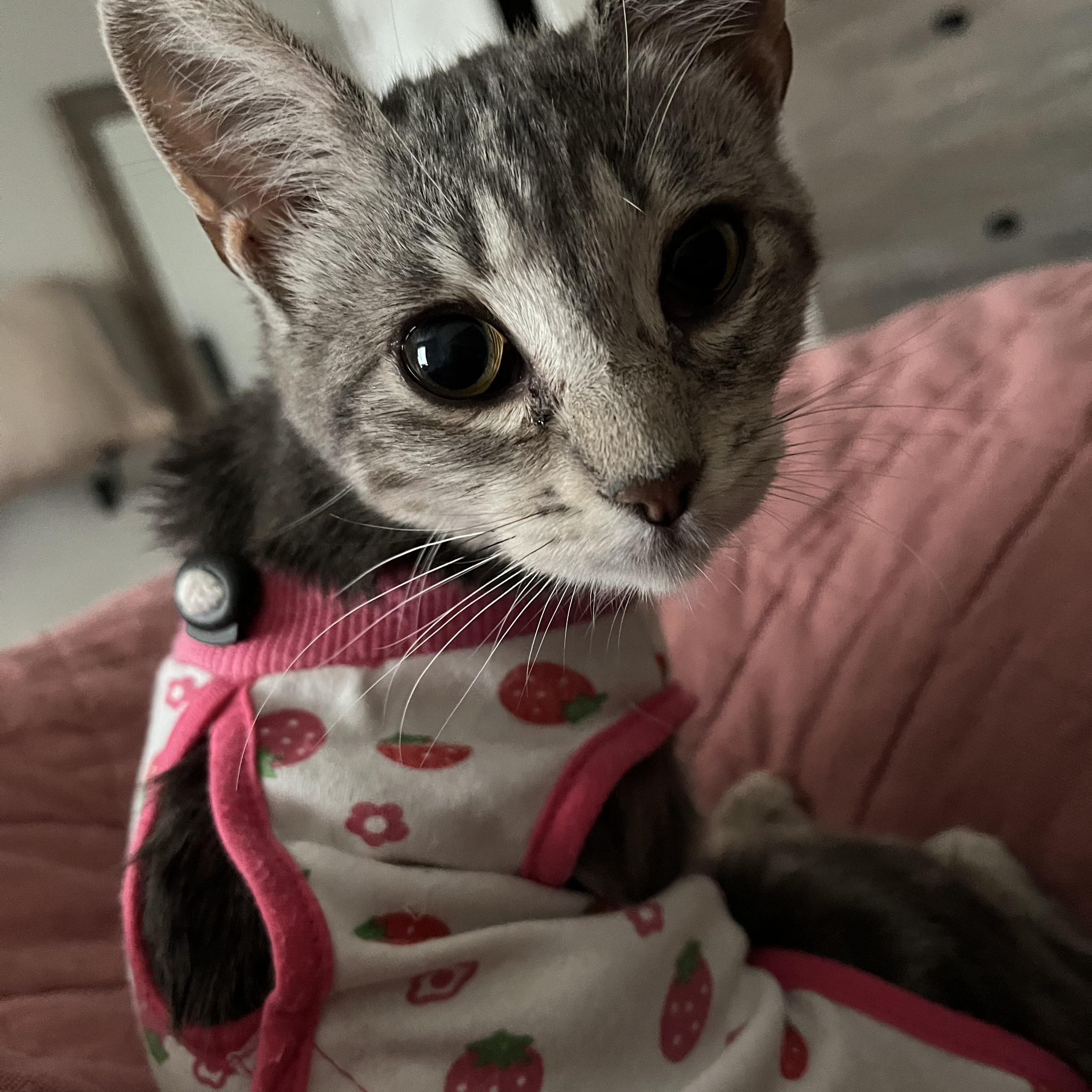 Iris, an adoptable Domestic Short Hair in Fresno, CA, 93704 | Photo Image 1