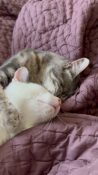 Enlarge Iris, a Adoptable Domestic Short Hair in Fresno, CA video 2/4