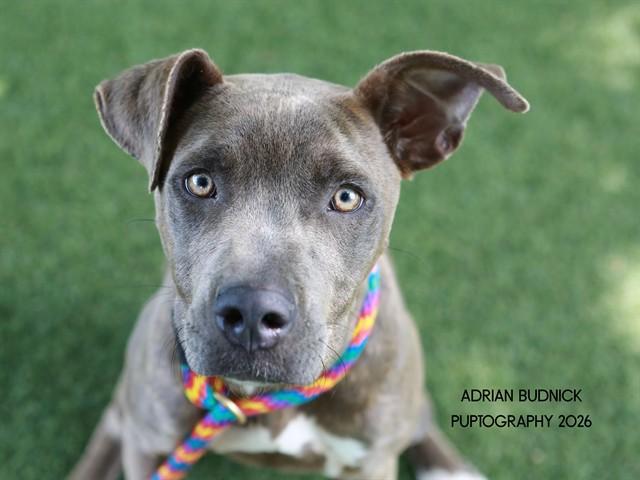 Cha Cha, ADOPTABLE, Adult Female Mixed Breed.