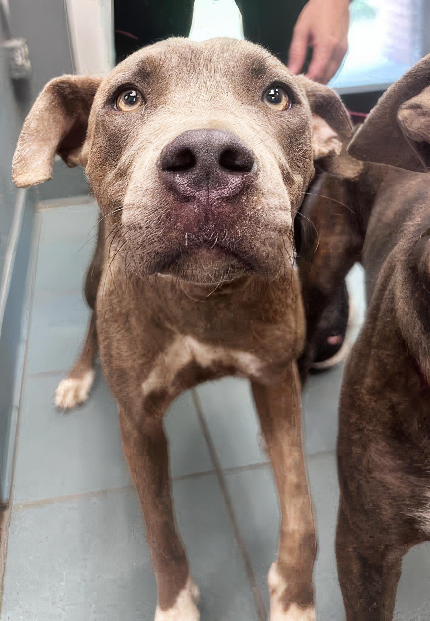 Cha Cha, a ADOPTABLE Mixed Breed in Nashville, TN image 2/2