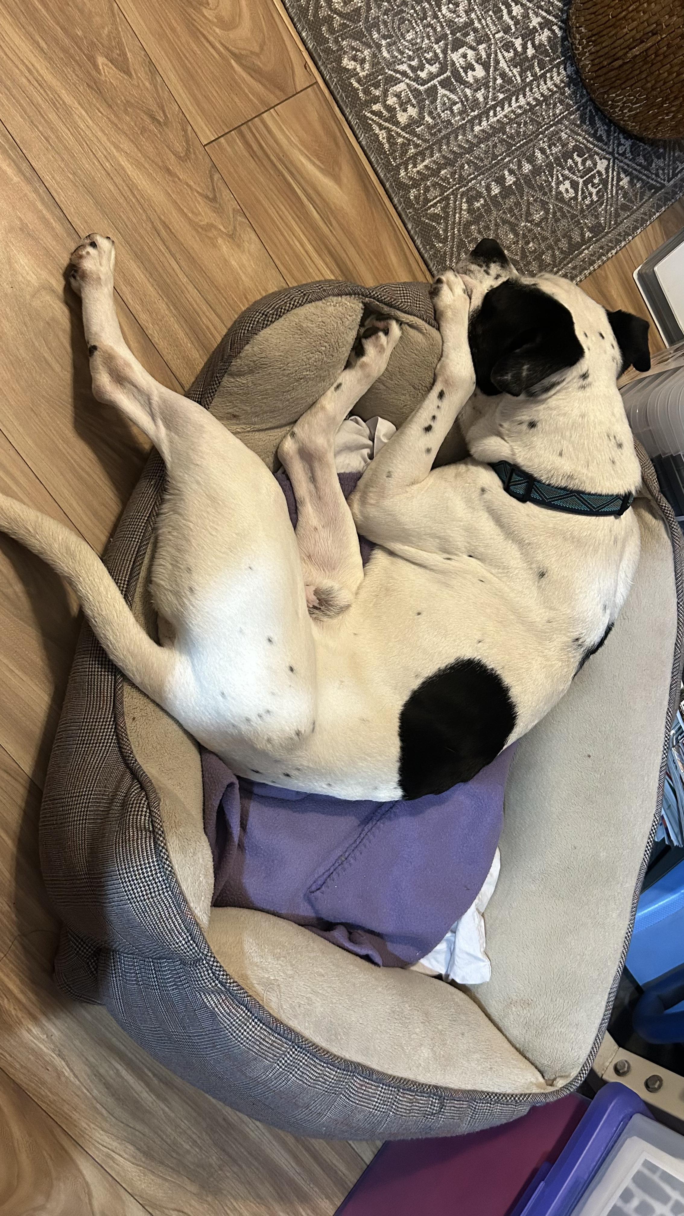 Waffle, Adoptable, Senior Male Pit Bull Terrier.