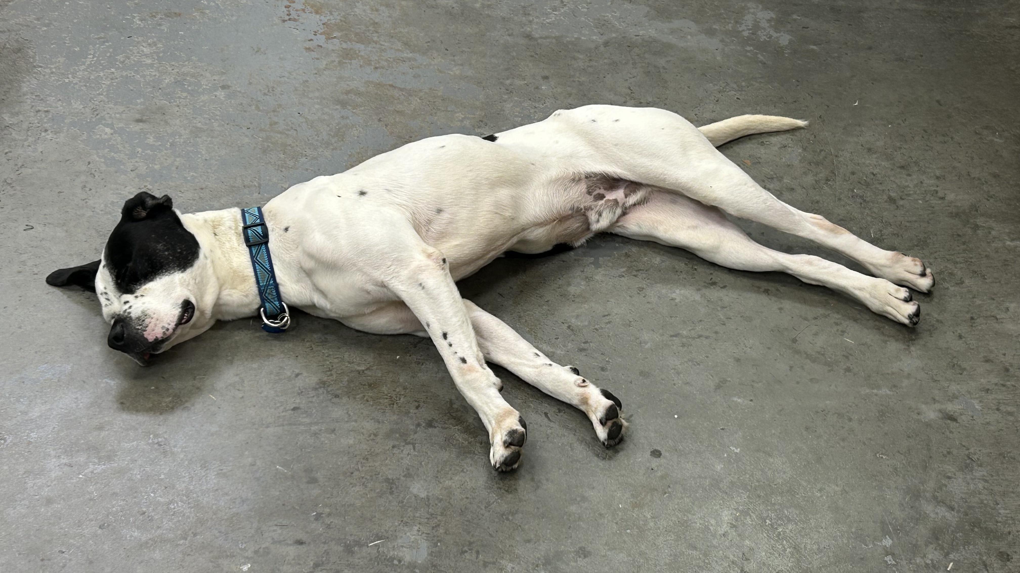 Waffle, a Adoptable mixed breed in Lakeland, FL image 2/2