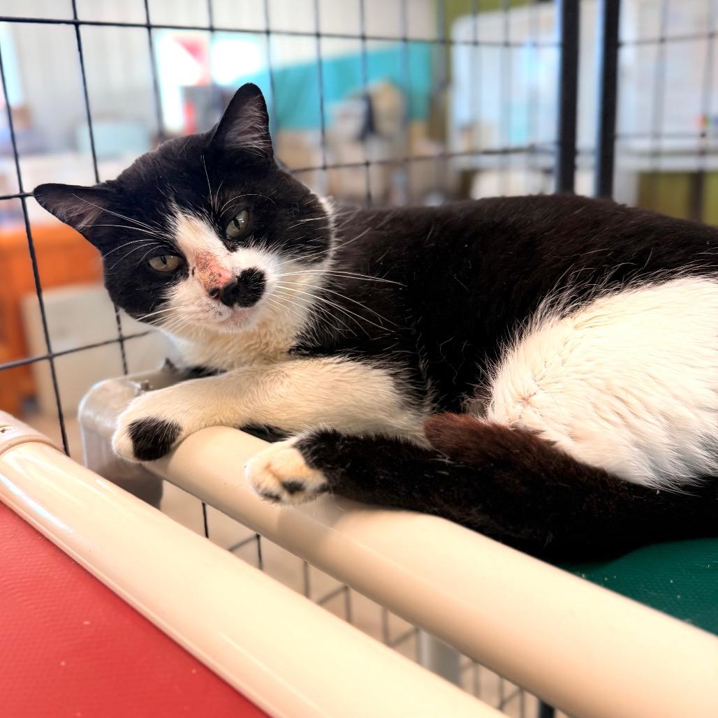 Macho Libre, Adoptable, Adult Male Domestic Short Hair.