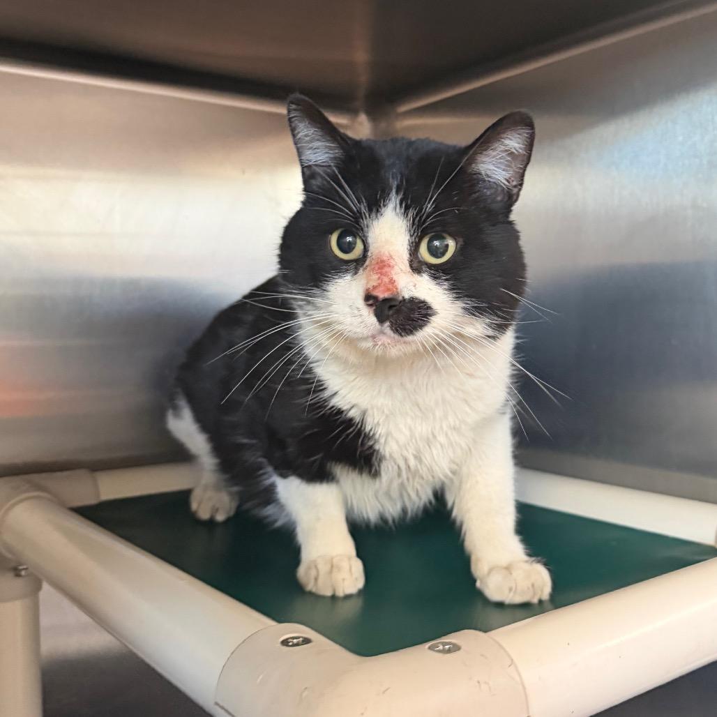 Enlarge Macho Libre, a Adoptable Domestic Short Hair in Spanish Fork, UT image 1/1