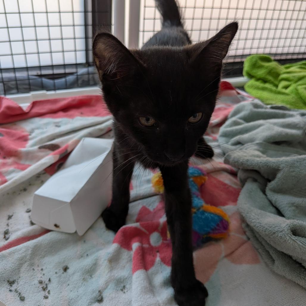 Cosmo, Adoptable, Kitten Male Domestic Short Hair.