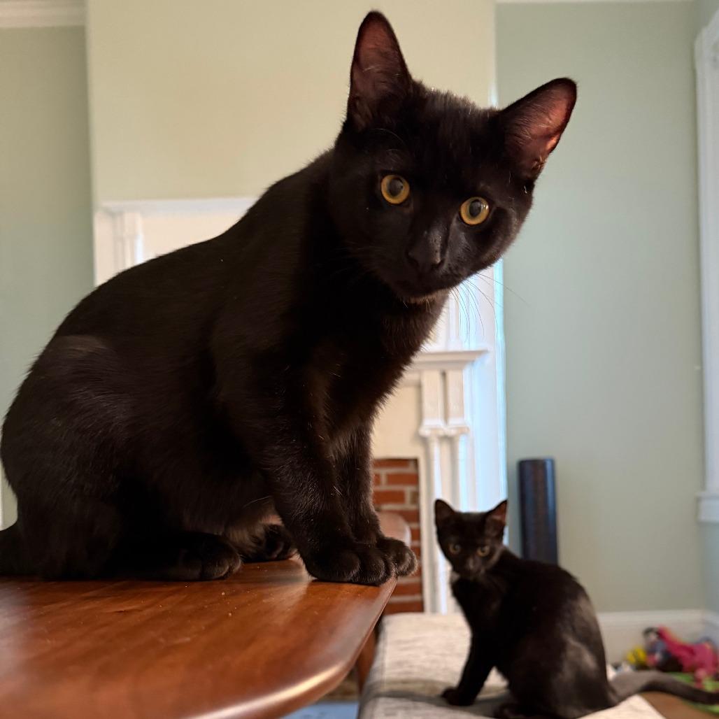 Enlarge Cosmo, a Adoptable Domestic Short Hair in Fairfax, VA image 2/2