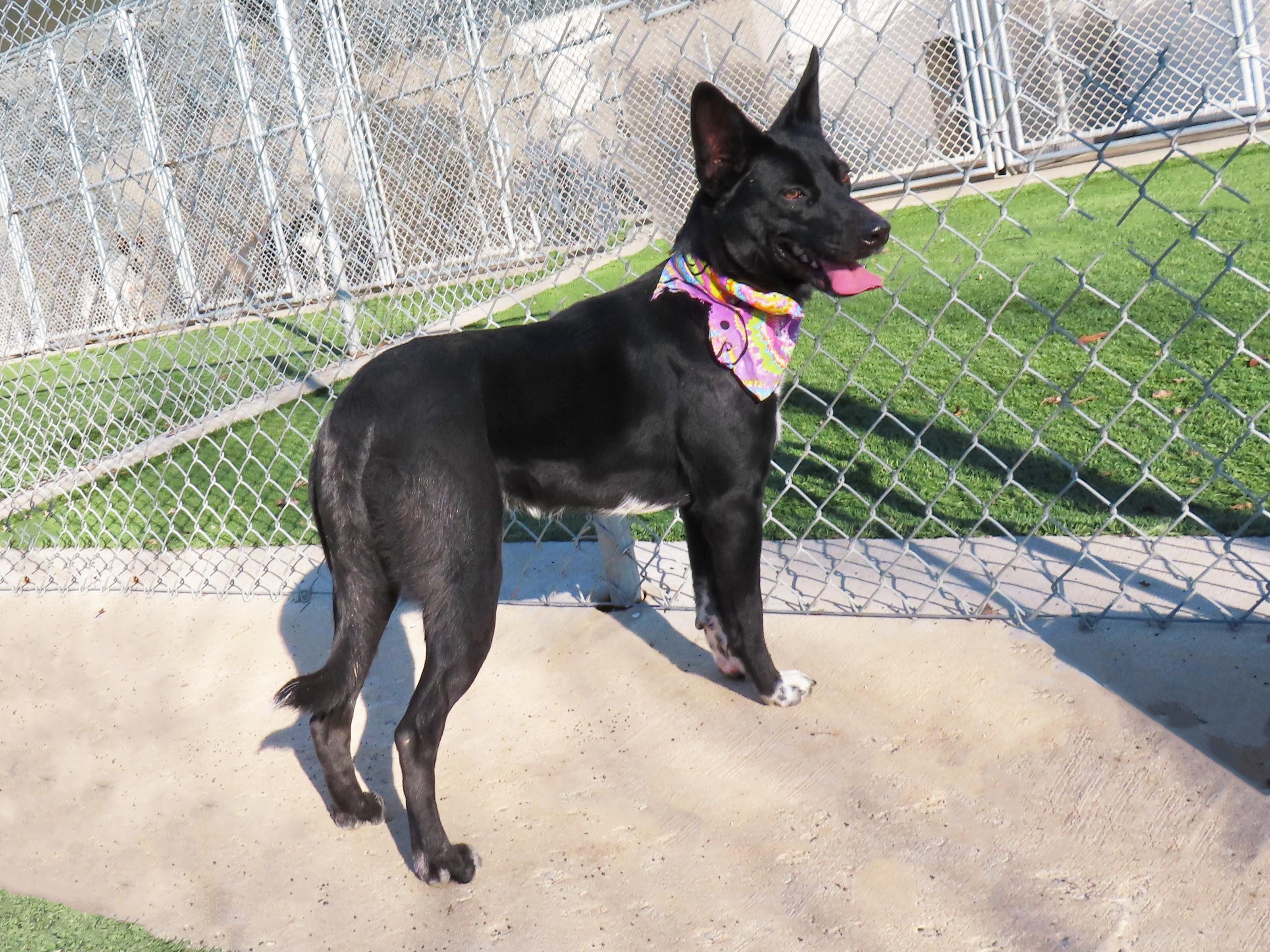 Astra 25C-132C, a ADOPTABLE mixed breed in Rogers, AR image 4/5