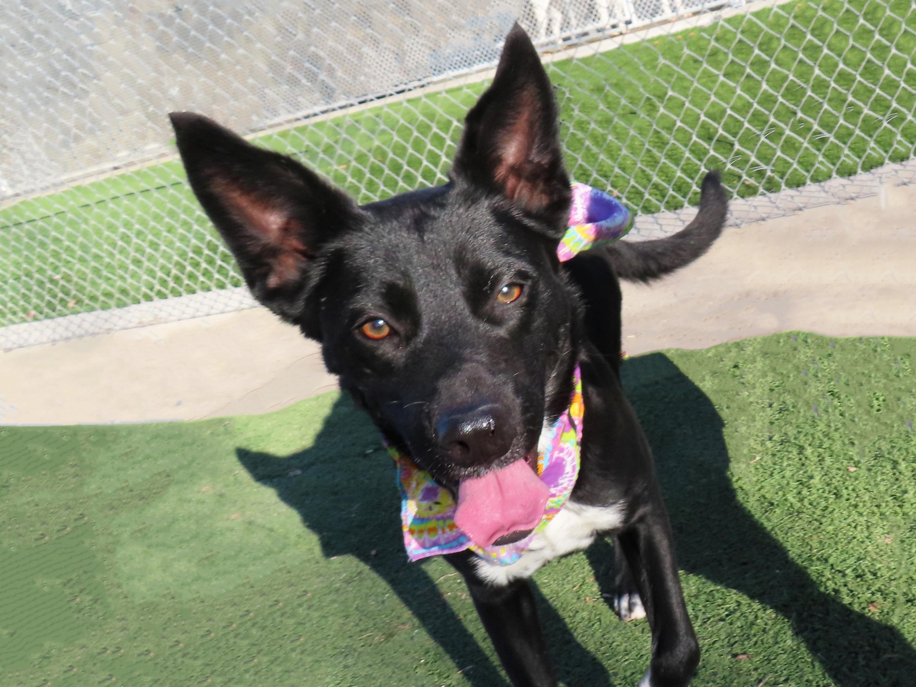 Astra  25C-132C, ADOPTABLE, Young Female Border Collie & Black Labrador Retriever.