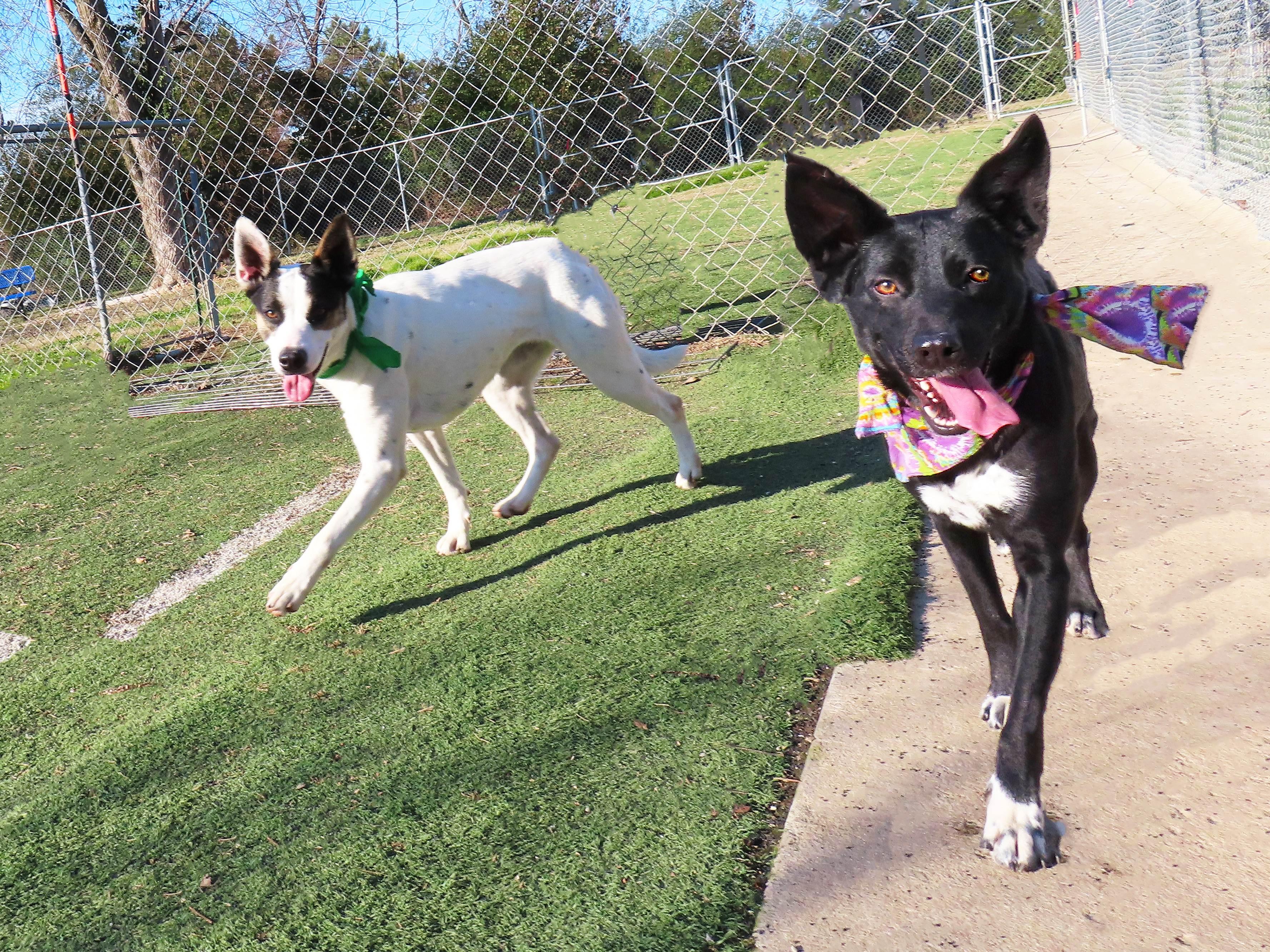 Astra 25C-132C, a ADOPTABLE mixed breed in Rogers, AR image 5/5