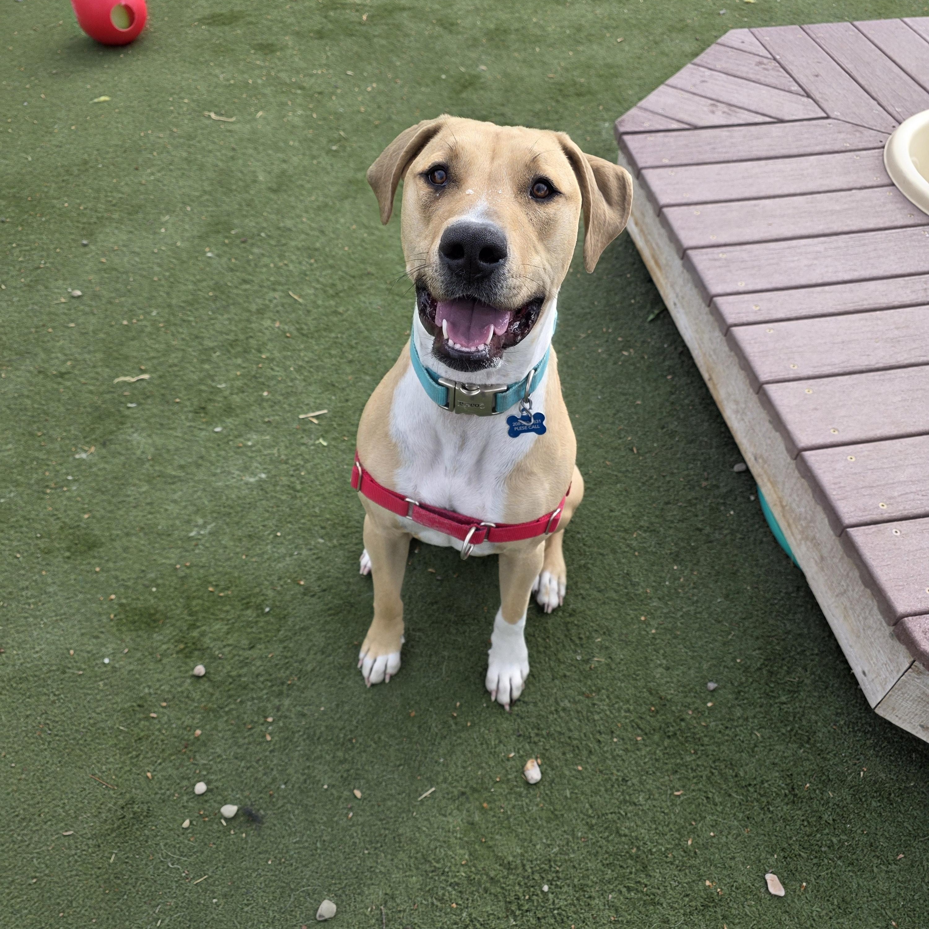 Enlarge Tinley, a ADOPTABLE mixed breed in Jackson, WY image 2/4