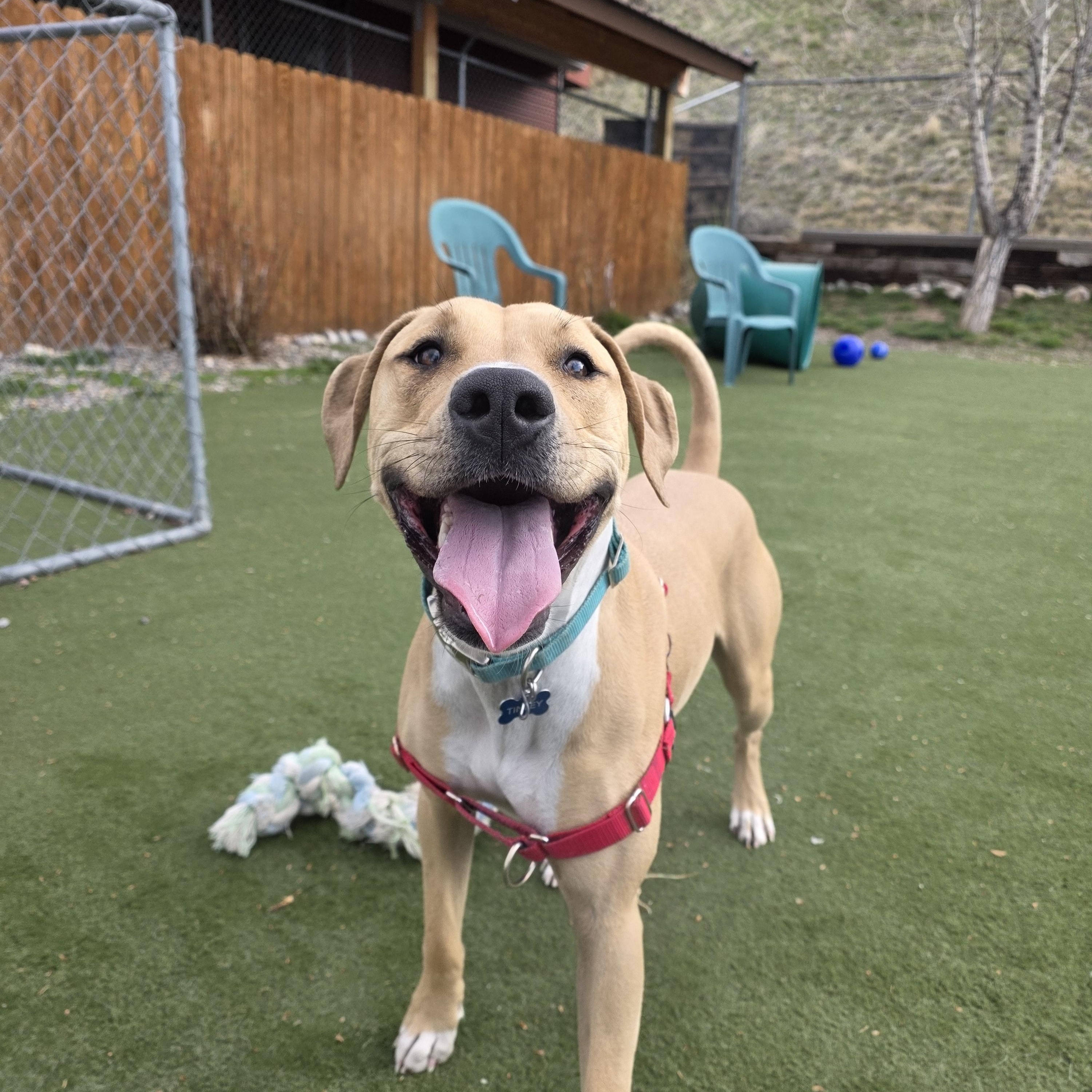 Enlarge Tinley, a ADOPTABLE mixed breed in Jackson, WY image 1/4