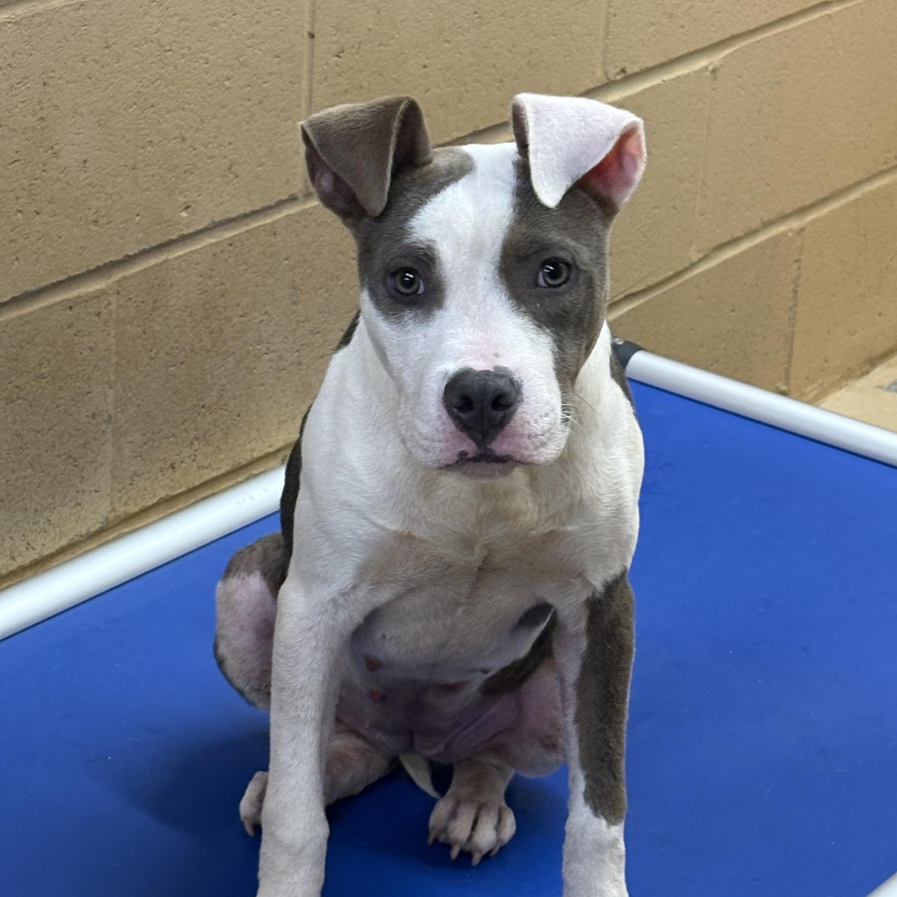 TRIXIE, adopted, Young Female American Staffordshire Terrier.