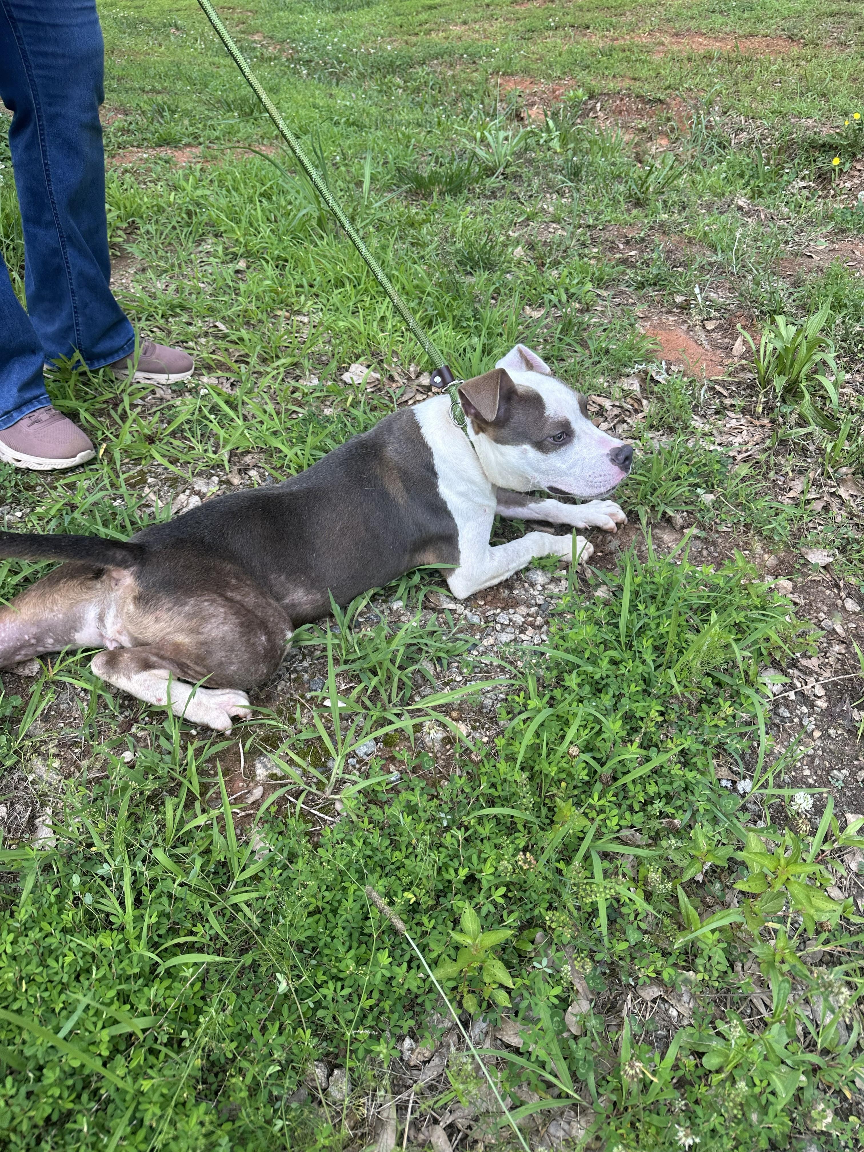 TRIXIE, an adopted American Staffordshire Terrier in Newborn, GA image 3/3