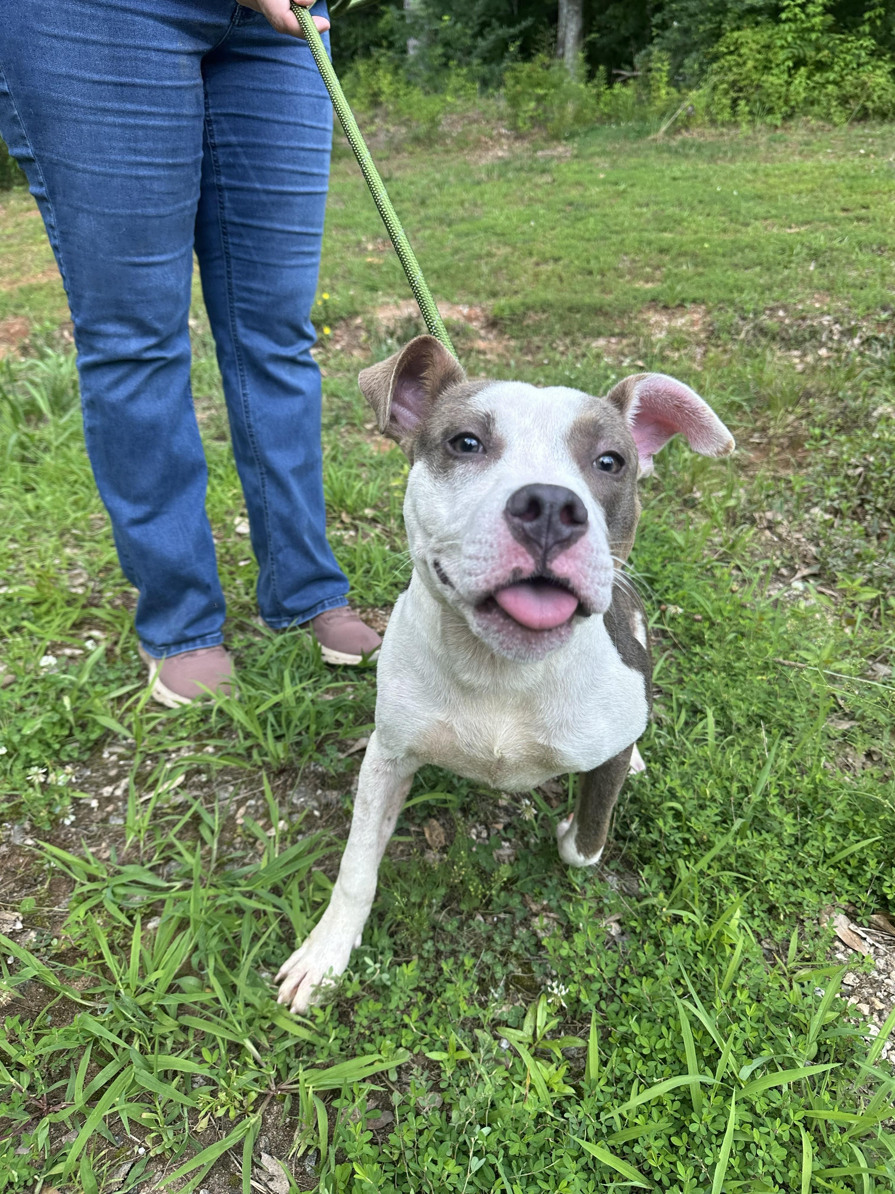 TRIXIE, an adopted American Staffordshire Terrier in Newborn, GA image 2/3